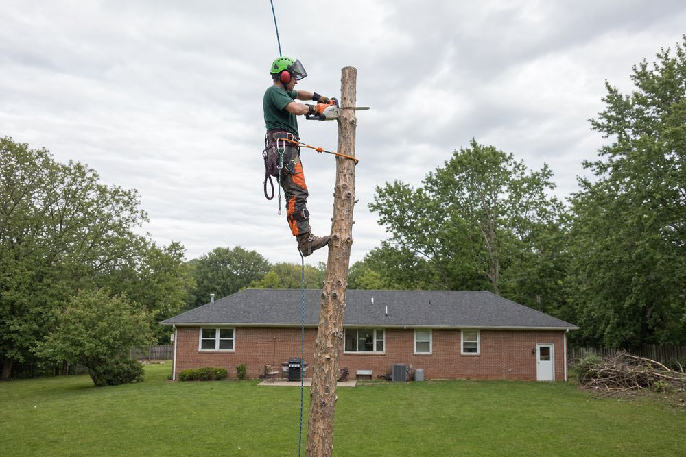 Climber removing a tree trunk in sections behind a brick home