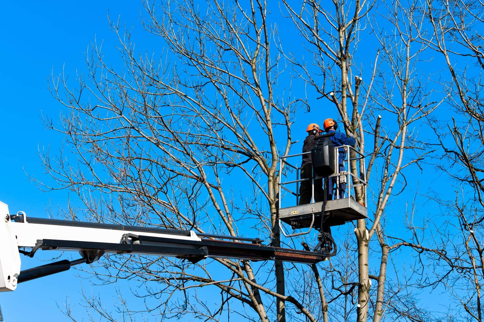 Two crew members pruning bare limbs from a truck mounted aerial lift