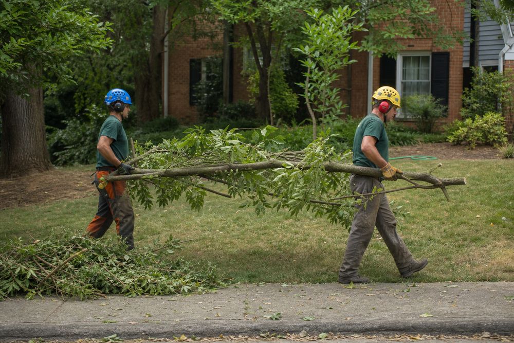 Two crew members carrying cut limbs across a yard to the street