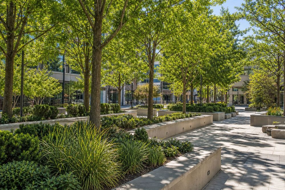 Rows of shade trees along a paved plaza at an office campus