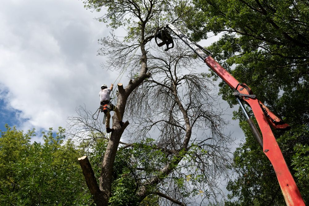 Climber tied into a damaged tree while a crane grapple holds the top