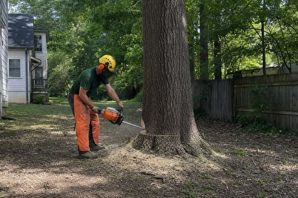 Crew member in chaps making a cut at the base of a large trunk