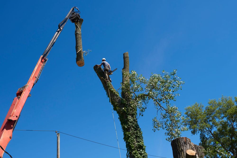 Crane lifting a cut trunk section while a climber works on the remaining stem