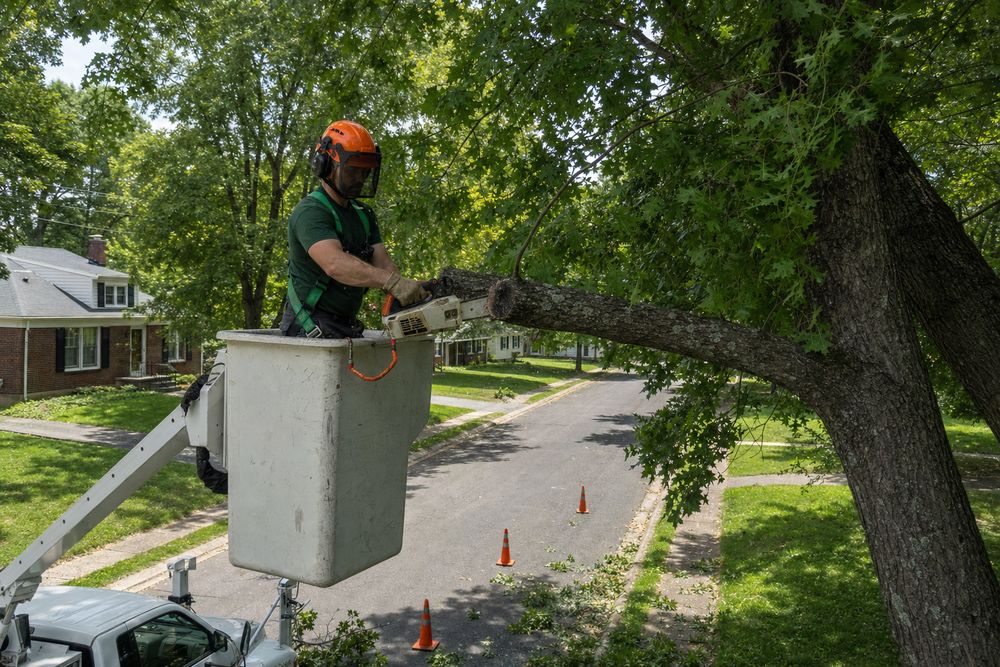 Crew member in a bucket truck cutting a large limb over a residential street